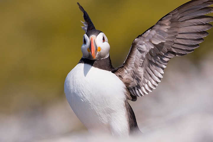 Papageitaucher Fratercula arctica Atlantic Puffin